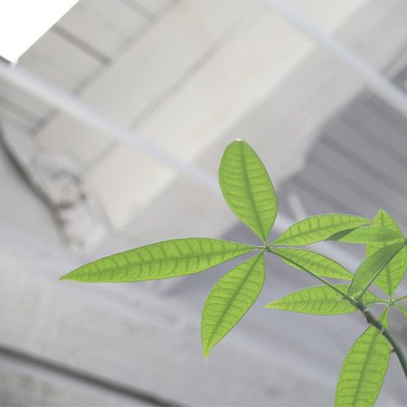 maids_img_leaf plant_sm