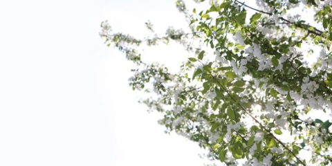 maids_img_white blossoms